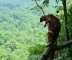 Dicas de segurança para observação de animais na Amazônia: cuidados essenciais