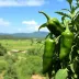 Roteiro de 2 dias no Jalapão: programação prática