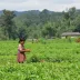 Projeto ‘Pirão no Prato’ une Embrapa, FAS e BNDES para fortalecer agricultura familiar e merenda escolar no Amazonas