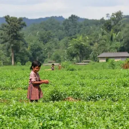 Projeto ‘Pirão no Prato’ une Embrapa, FAS e BNDES para fortalecer agricultura familiar e merenda escolar no Amazonas