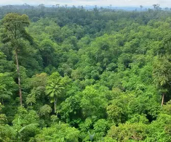 Trilhas na Amazônia perto de mim: como encontrar opções próximas