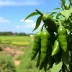 Quanto custa viajar no Jalapão: orçamento e economia
