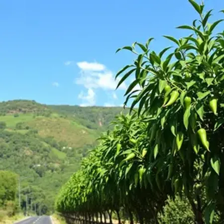 Como chegar no Jalapão: rotas, transporte e dicas
