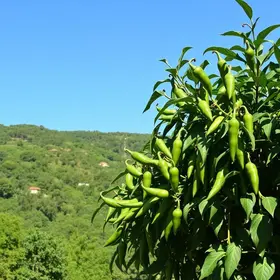 O que fazer no Jalapão: atrações, passeios e dicas