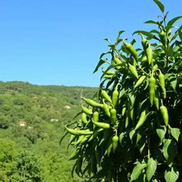 O que fazer no Jalapão: atrações, passeios e dicas