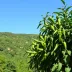O que fazer no Jalapão: atrações, passeios e dicas