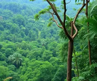 Diferença entre observação de animais na Amazônia na cheia e na seca