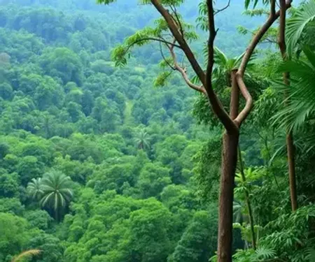 Diferença entre observação de animais na Amazônia na cheia e na seca