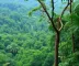 Diferença entre observação de animais na Amazônia na cheia e na seca