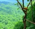 Observação de animais na Amazônia vale a pena? Benefícios, cuidados e experiências