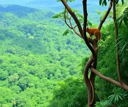 Observação de animais na Amazônia vale a pena? Benefícios, cuidados e experiências
