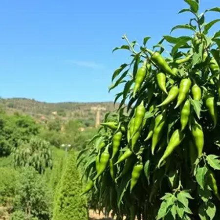 Perguntas frequentes sobre Jalapão: respostas úteis