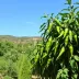 Perguntas frequentes sobre Jalapão: respostas úteis