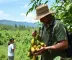 Frutas da Amazônia para turistas: o que pedir e como escolher