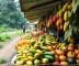 Frutas da Amazônia em feiras amazônicas: onde encontrar