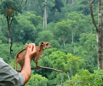 Melhor época para observação de animais na Amazônia: clima, rios e temporada