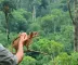 Melhor época para observação de animais na Amazônia: clima, rios e temporada