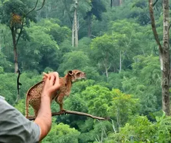 Melhor época para observação de animais na Amazônia: clima, rios e temporada